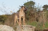 CANE CORSO 128